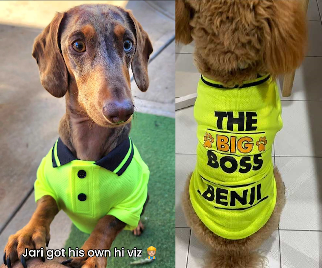 DOG POLO - Excavation Expert