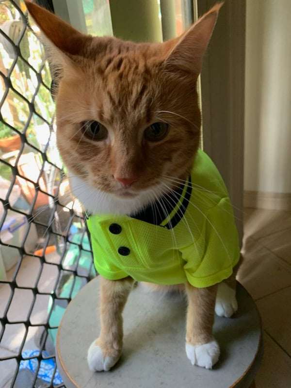 Box - Pet Hi-Viz Wholesale