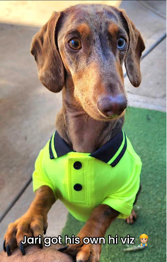 Box - Pet Hi-Viz Wholesale