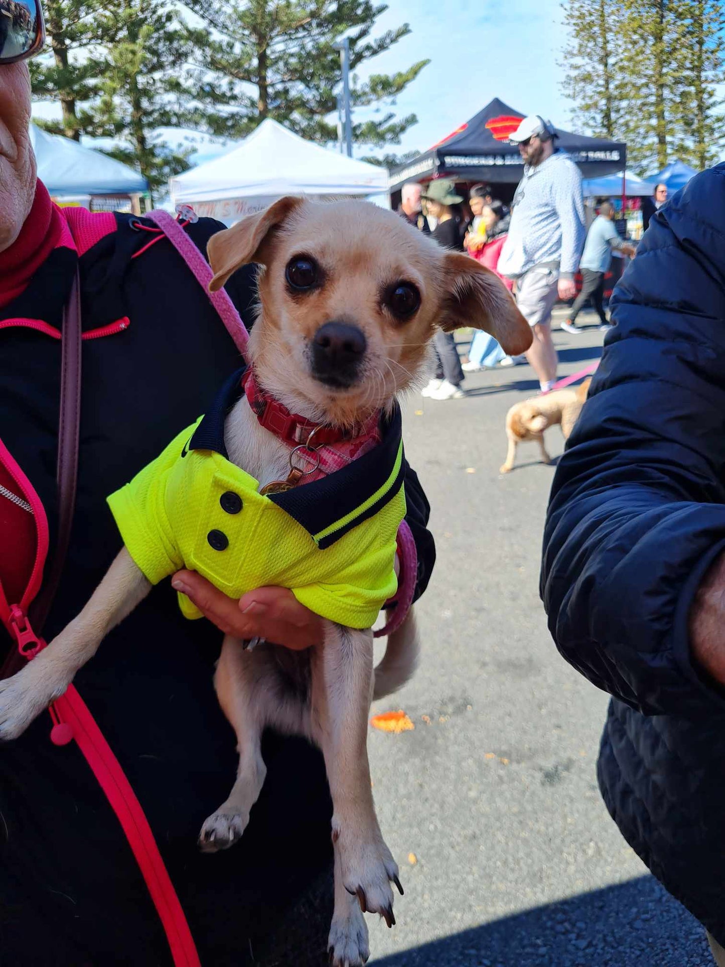 Box - Pet Hi-Viz Wholesale